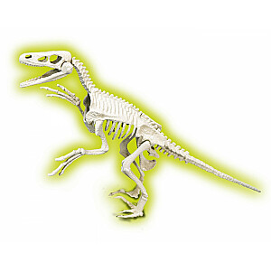 Velociraptor fosilijas