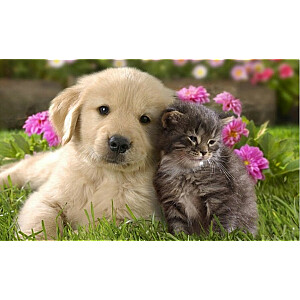 Dimanta mozaīka - kaķis un suns