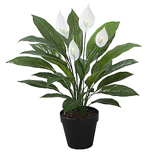 Искусственное растение SPATHE H60см, спатифилла, черный стручок