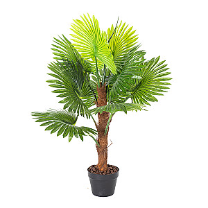 Zaïð augs FAN PALM, H100cm