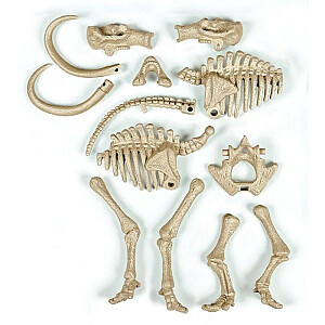Научный набор окаменелостей мамонта