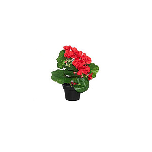 Искусственные цветы 4Living Pelargonium mini d8cm 3-цвета 633212