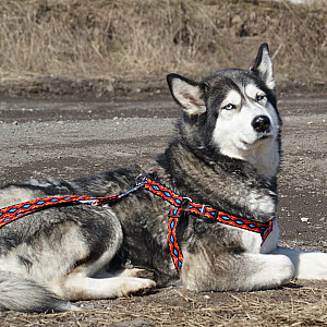 Поводок DINGO "Winnetou", ширина 1,6 х 120-220 см, из полипропиленовой ленты, красный