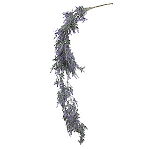 Maksligais augs GREENLAND nokarenais zars, lavanda