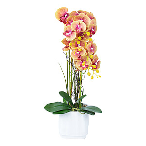 Orhideja GARDEN QUEEN H65cm, dzeltena