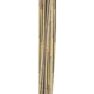 Bambuskepid IN GARDEN H150cm 10tk D10/12