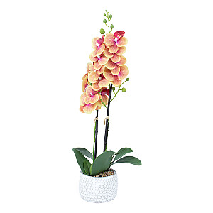 Orhideja GARDEN QUEEN H40cm, dzeltena