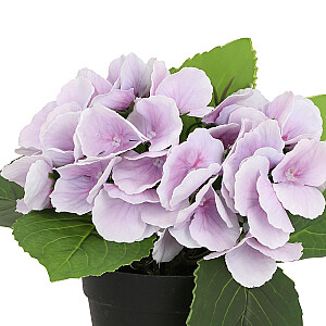 Mākslīgais zieds IN GARDEN H18cm, violeta hortenzija ar podiņu