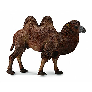 Collecta Divkupru kamielis L, 88807
